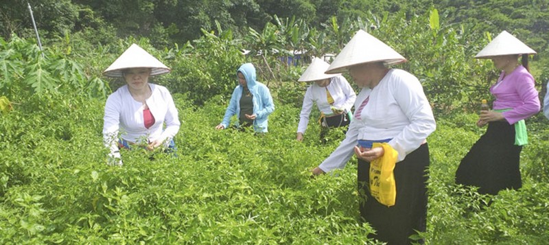 Ảnh minh họa